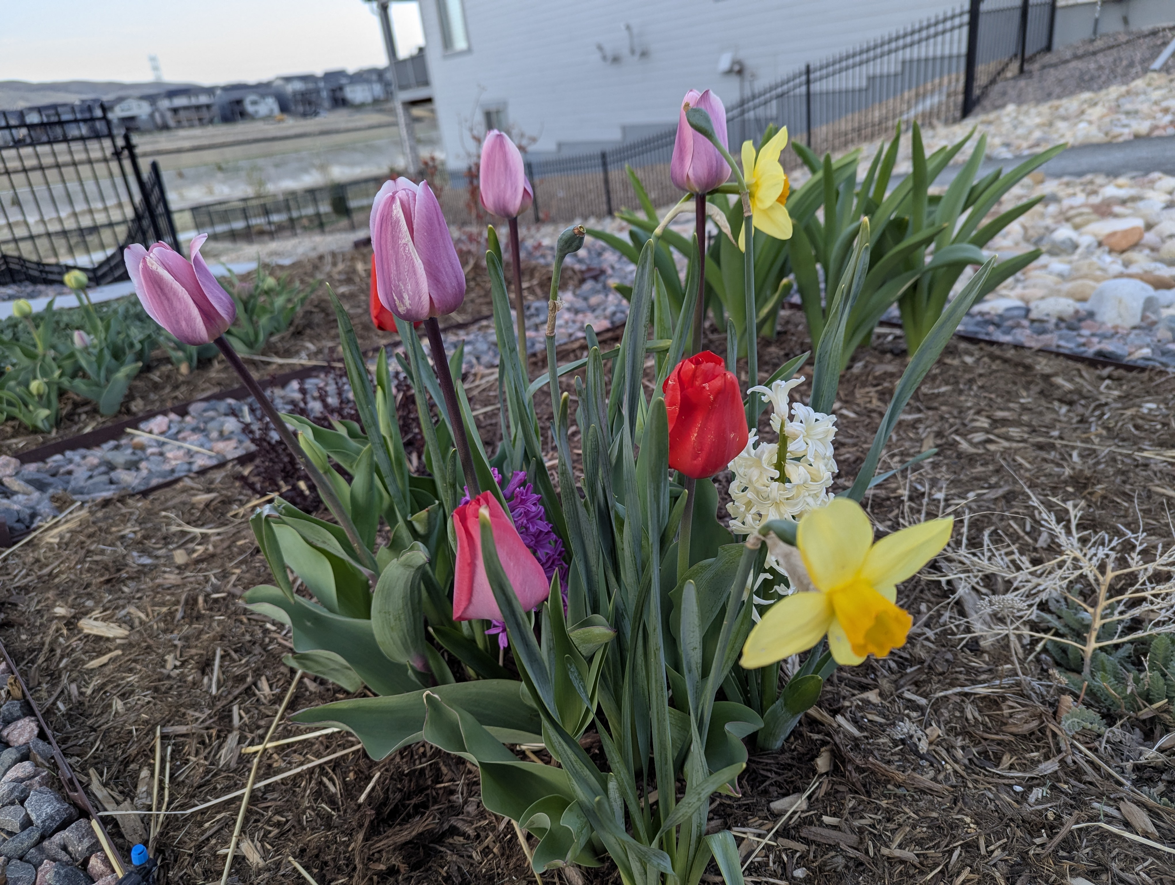 Garden, Flowers, Morrison, Colorado